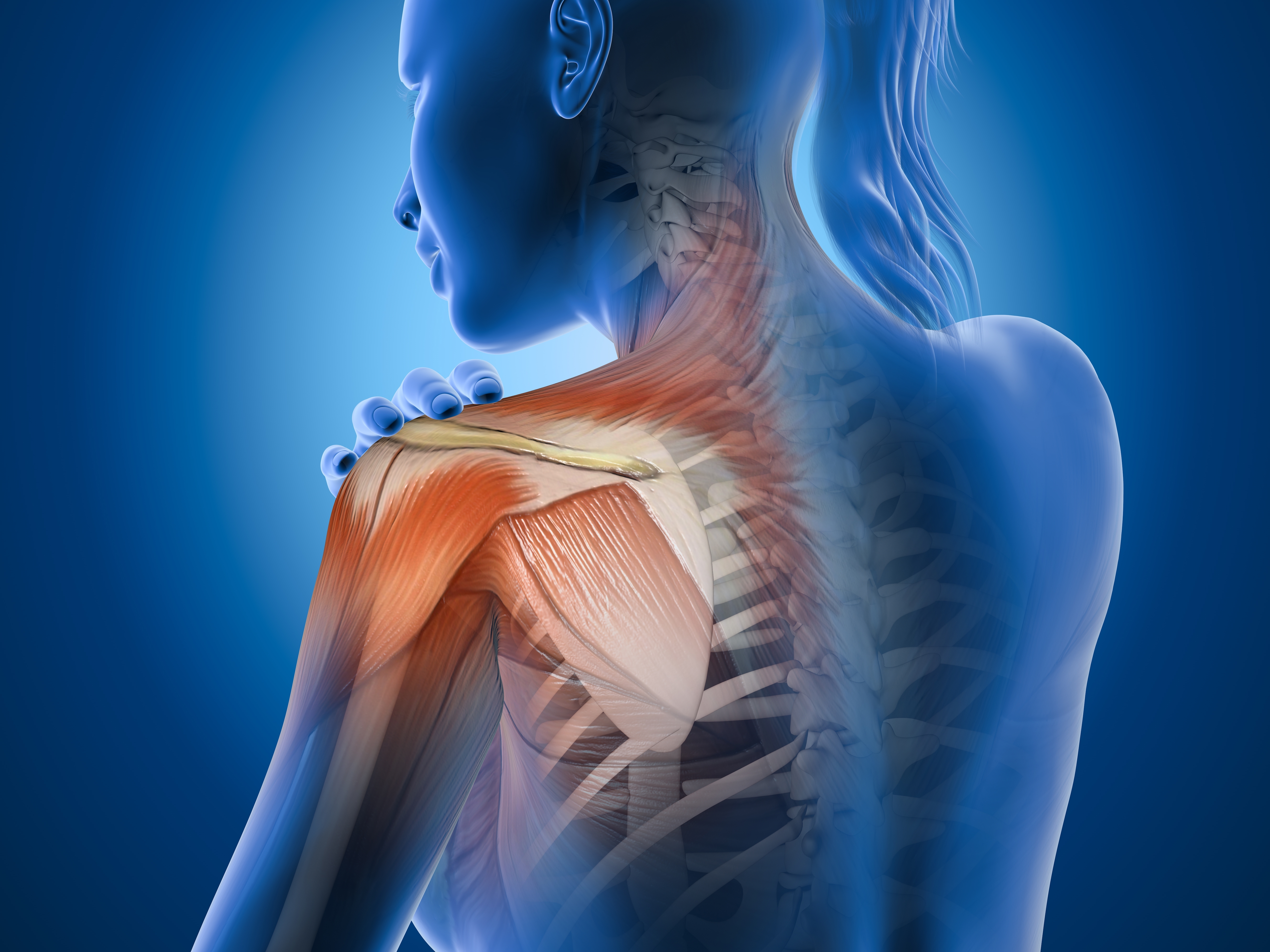 Medical illustration showing shoulder muscles, tendons, and joint structures affected by frozen shoulder and shoulder pain during menopause.